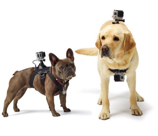 GoPro's fun and cute Fetch harness accessory for GoPro action cameras
